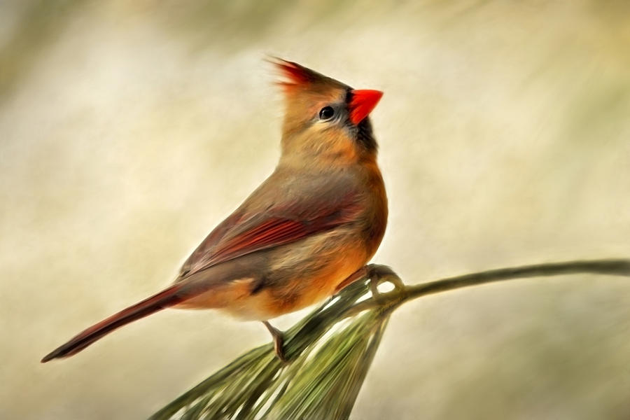 900x600 Winter Cardinal Painting By Christina Rollo - Female Cardinal Painting