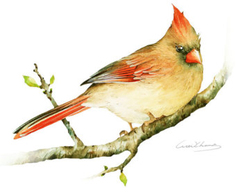340x270 Cardinal Bird Cardinal Painting Cardinal Art Cardinal - Female Cardinal Painting