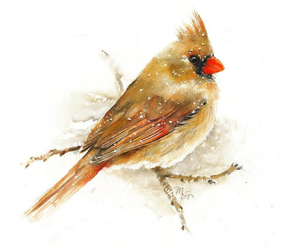 570x494 Cardinal Femelle Dans La Neige Aquarelle Art Print. Peinture - Female Cardinal Painting