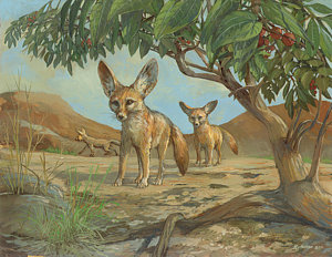300x232 Fennec Fox Painting By Ace Coinage Painting By Michael Rothman - Fennec Fox Painting