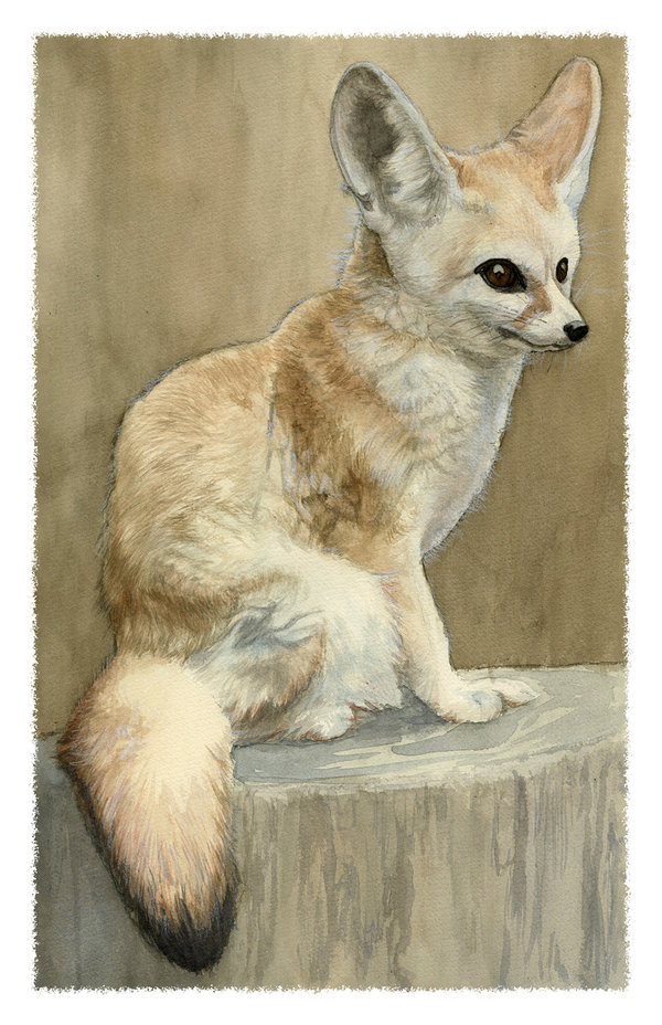 600x928 Fennec Fox Study By Deirling - Fennec Fox Painting
