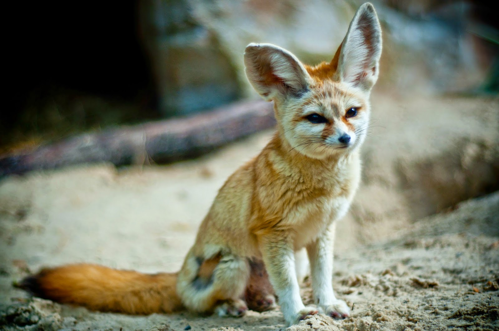 1600x1062 Oil Painting Of Fennec Fox - Fennec Fox Painting.