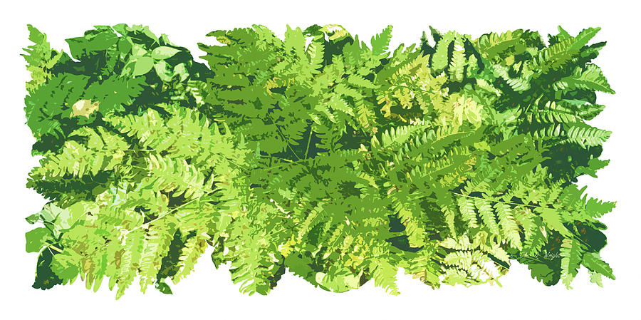 900x449 Fern Vignette Painting By Jq Licensing - Fern Painting