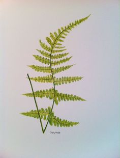 236x310 Original Watercolor Fern Painting By Louisiana Artist Watercolor - Fern Painting
