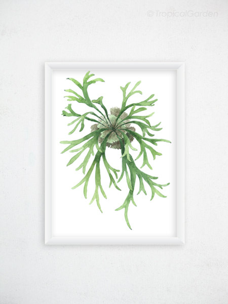 450x600 Staghorn Fern Print Botanical Watercolor Art Fern Painting - Fern Painting