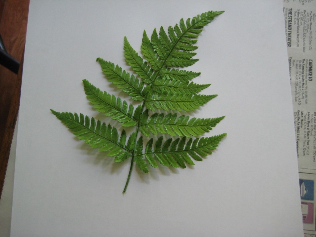 1024x768 Crafting With Fern Fronds - Fern Painting