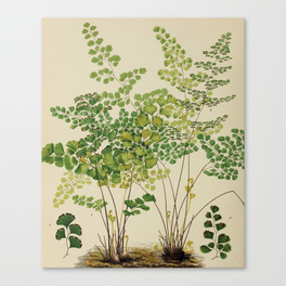264x264 Fern Painting Canvas Prints Society6 - Fern Painting