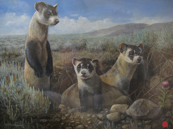 600x450 Ferret Painting By Reggy66 - Ferret Painting