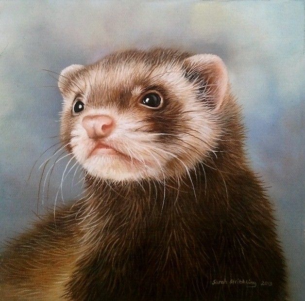 628x621 Ferret Oil Painting 8x8 My Wildlife Paintings - Ferret Painting