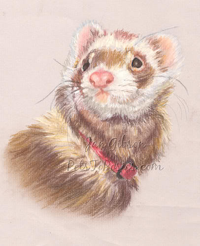 406x500 Pets To Posies Update On Ferret Painting Wip - Ferret Painting