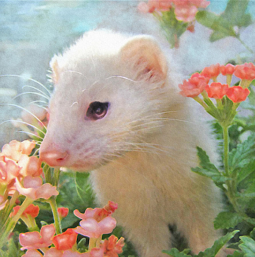 891x900 White Ferret Digital Art By Jane Schnetlage - Ferret Painting