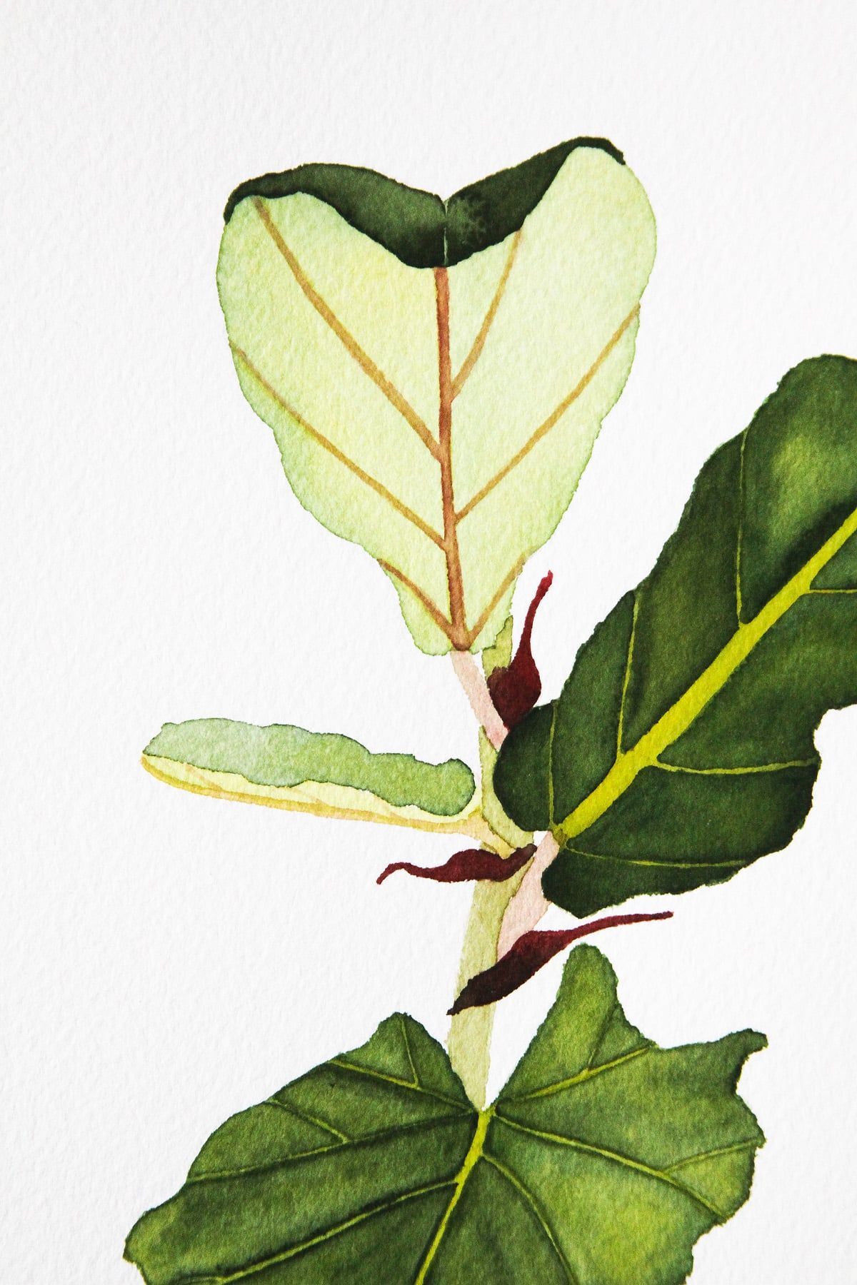 Fig Leaf Painting at Explore collection of Fig