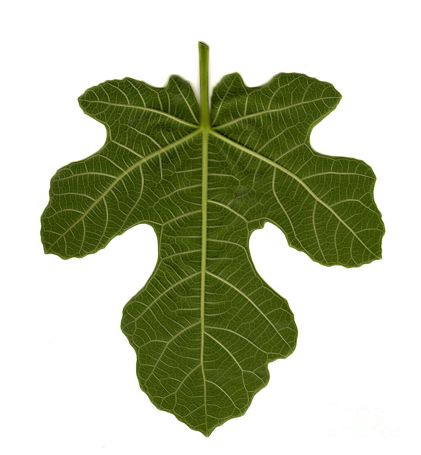 833x900 The Mission Fig Leaf Photograph By Richard Ortolano - Fig Leaf Painting
