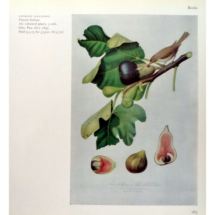 700x700 Antique Gallesio Giorgio Botanical Fig Fruit Print Lithograph - Fig Painting