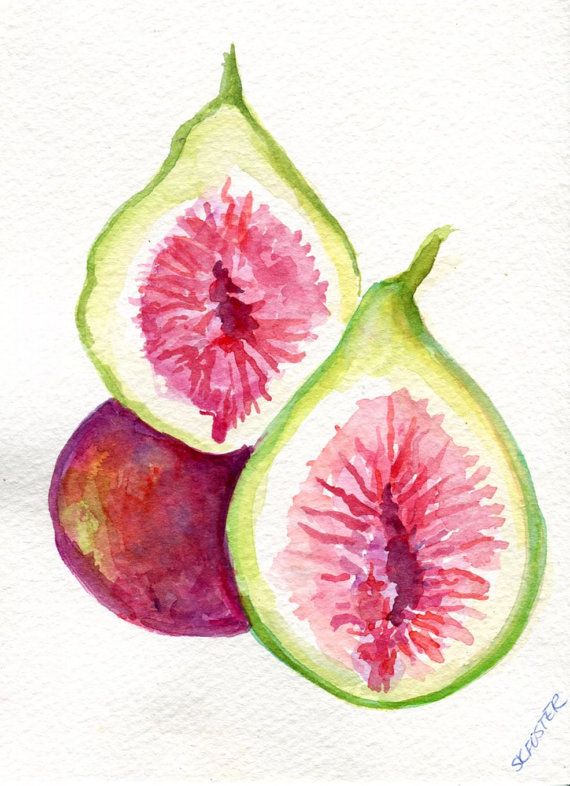 570x786 Fig Painting, Original Watercolor Painting, Food Art, Small Fruit - Fig Painting