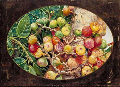 420x303 Kew Marianne North Gallery Painting 306 Foliage And Fruit - Fig Tree Painting