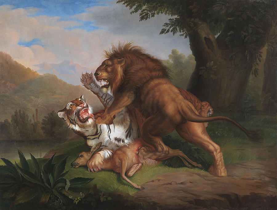 900x681 Fight Of A Lion With A Tige Painting By Ohann Wenzel Peter - Fight Painting