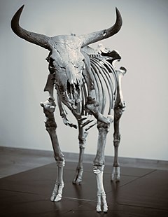 240x310 Aurochs - Fighting Cows Painting