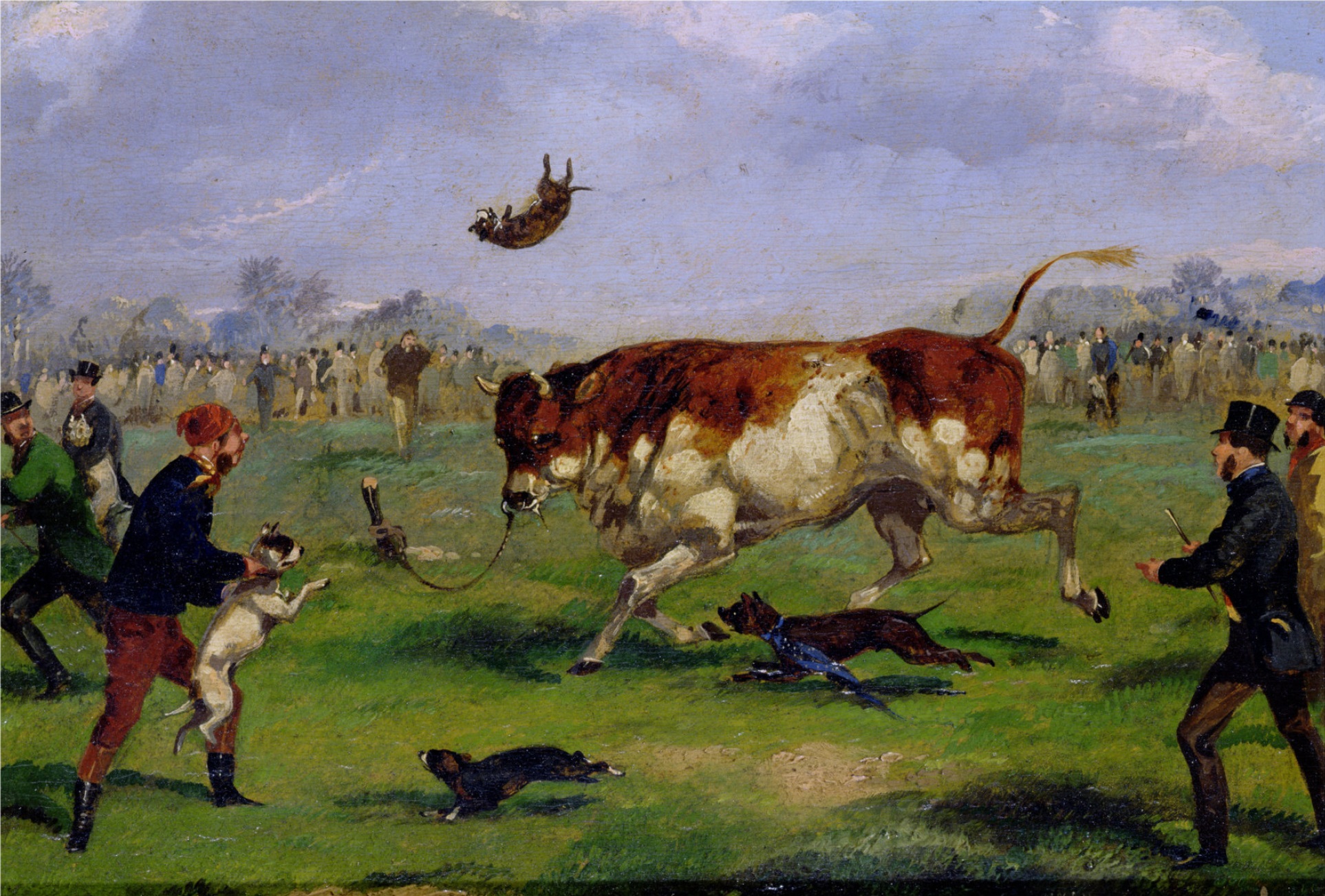1926x1303 Bull Baiting - Fighting Cows Painting