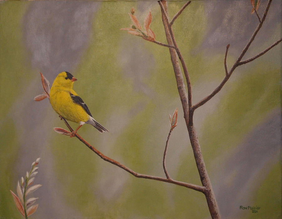 900x699 Gold Finch Painting By Ron Plaizier - Finch Painting