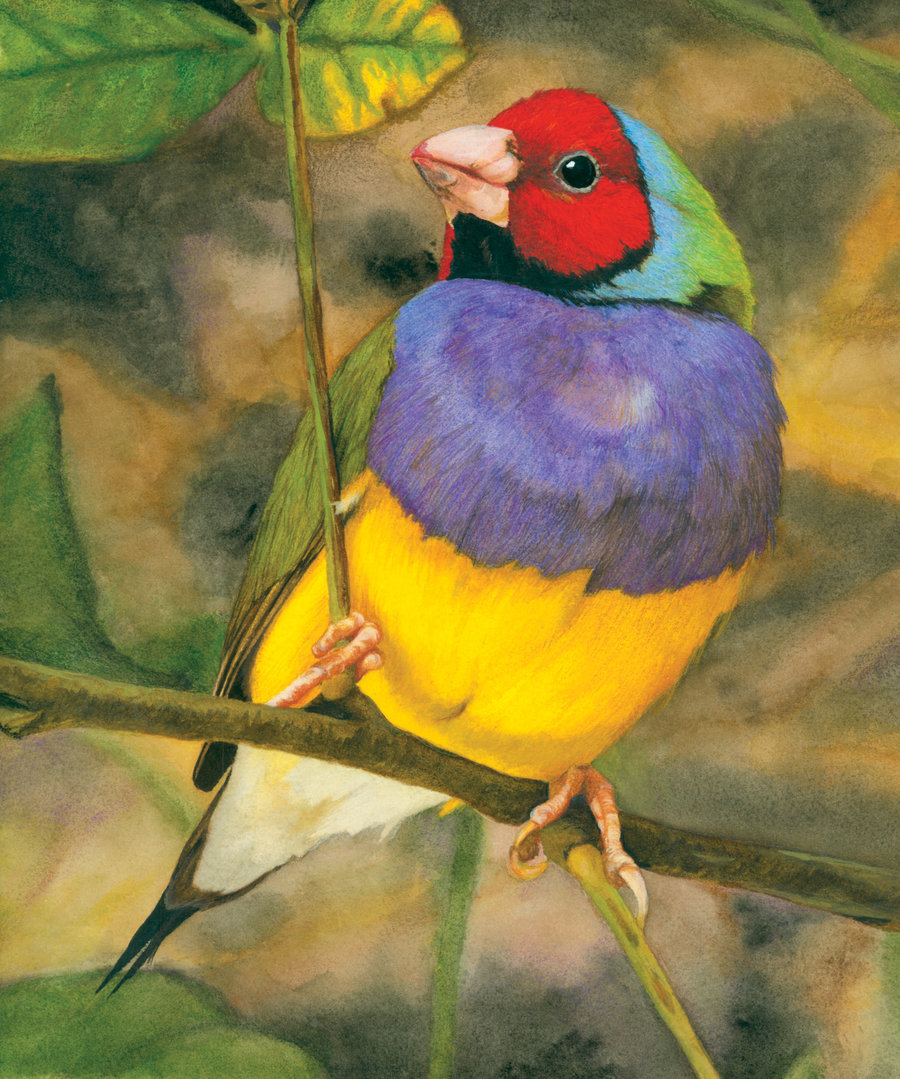 900x1079 Gouldian Finch Watercolor By Asukawashere - Finch Painting