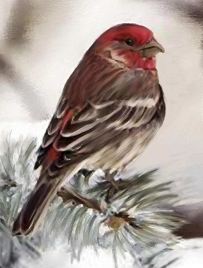 683x900 Purple Finch In Snow Painting By Shere Crossman - Finch Painting