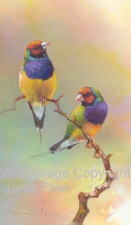 263x450 Australian Gouldian Finches Painting By Janet Flinn - Finch Painting