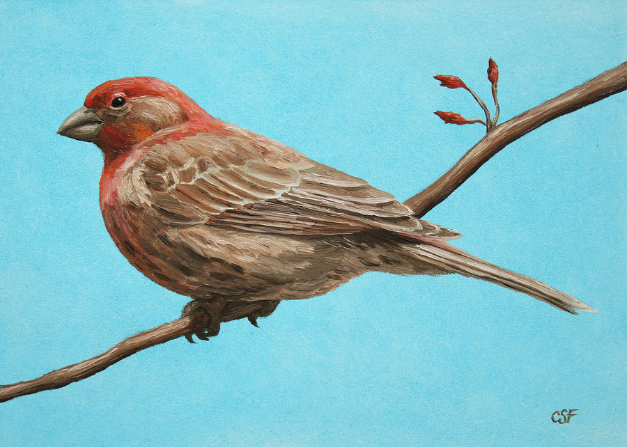 900x642 Bird Painting - Finch Painting