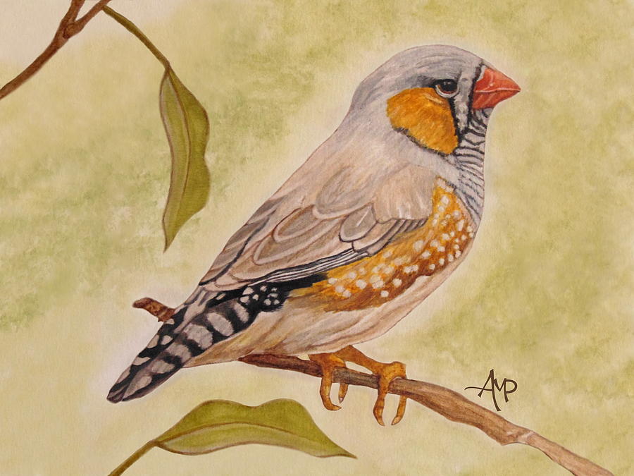 900x675 Zebra Finch Watercolor Painting By Angeles M Pomata - Finch Painting