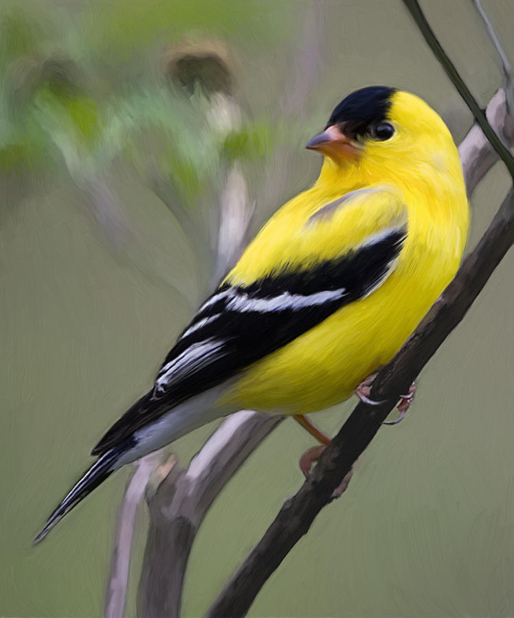 748x900 Black N Yellow Finch Painting By Snake Jagger - Finch Painting