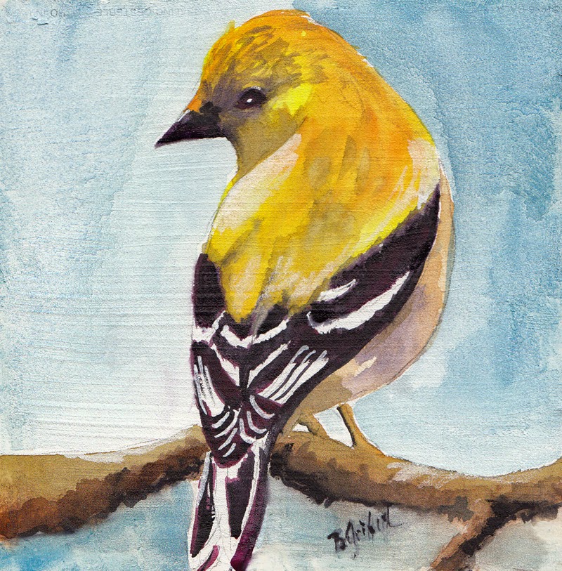 800x813 Bunny's Artwork Yellow Finch Watercolor Painting - Finch Painting