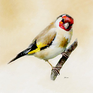 300x300 Finch Paintings - Finch Painting