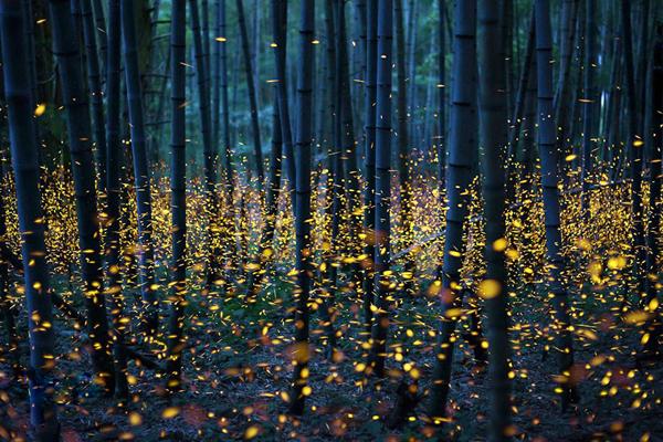 600x400 How To Use Fireflies To Light Paint The Landscape Fantastic - Firefly Painting