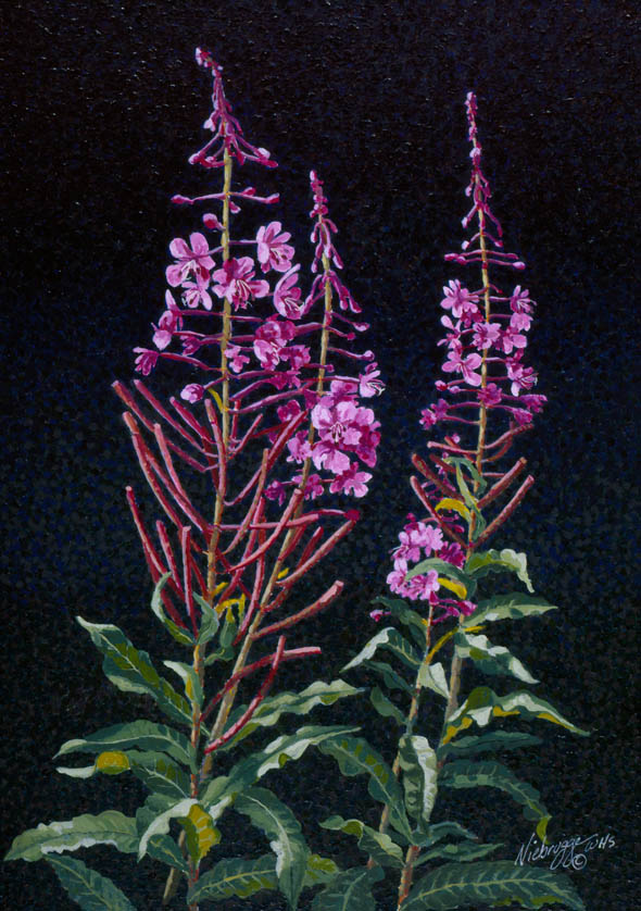 590x838 Sold Alaska Artist Niebrugge Loves Fireweed - Fireweed Painting