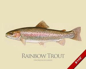 300x240 Rainbow Trout Fish Painting North American Waters Fishing Art Real - Fish Painting