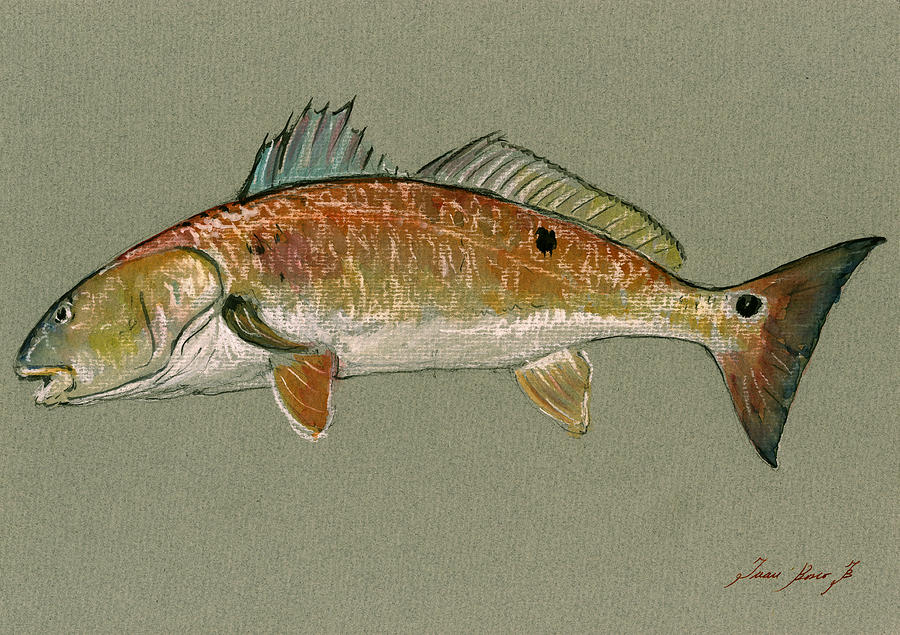 900x635 Redfish Watercolor Painting Painting By Juan Bosco - Fish Painting