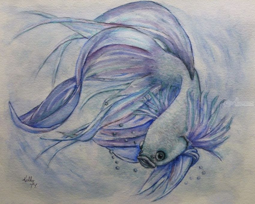850x679 Siamese Fighting Fish Paintings By Kelly Mills - Fish Painting