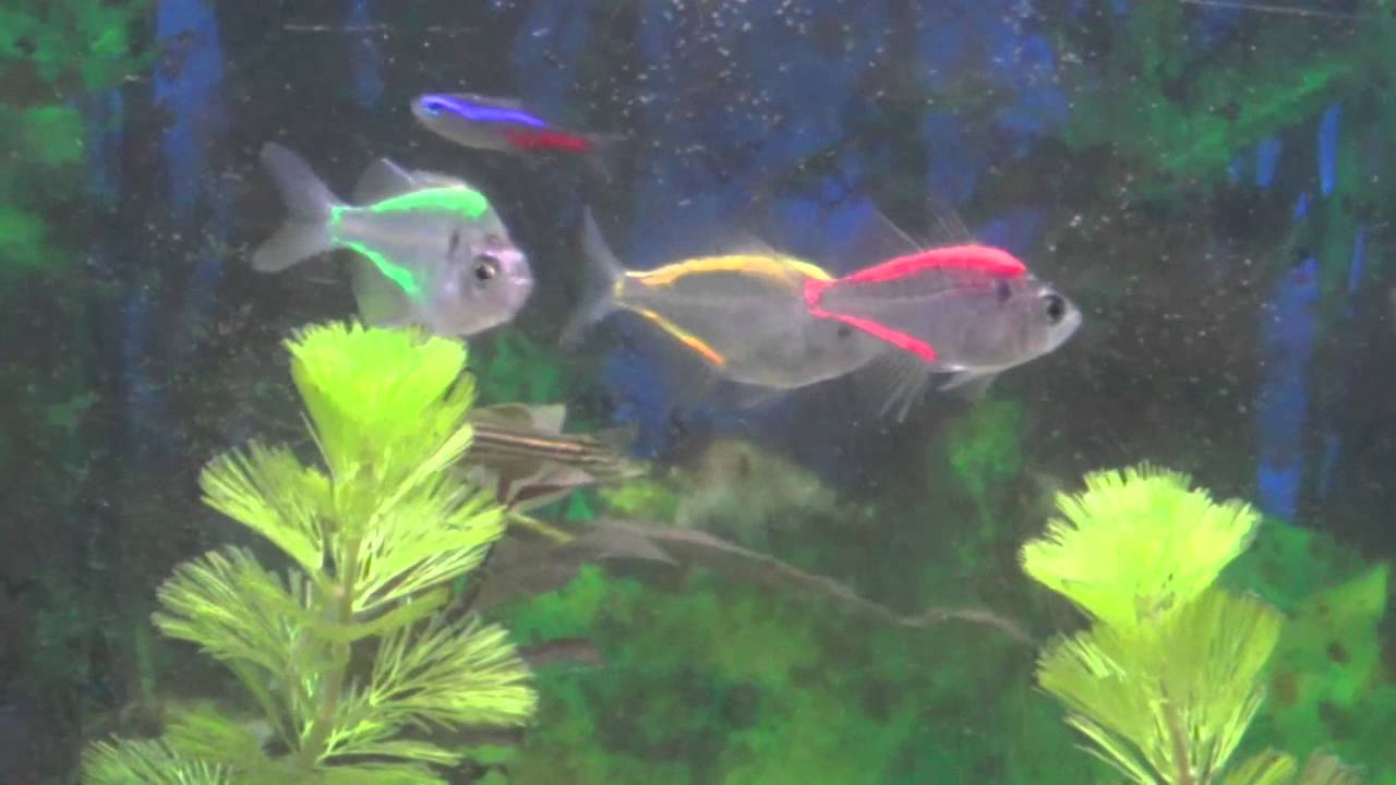 1280x720 Painted Glass Fish, The Shocking Truth - Fish Tank Painting