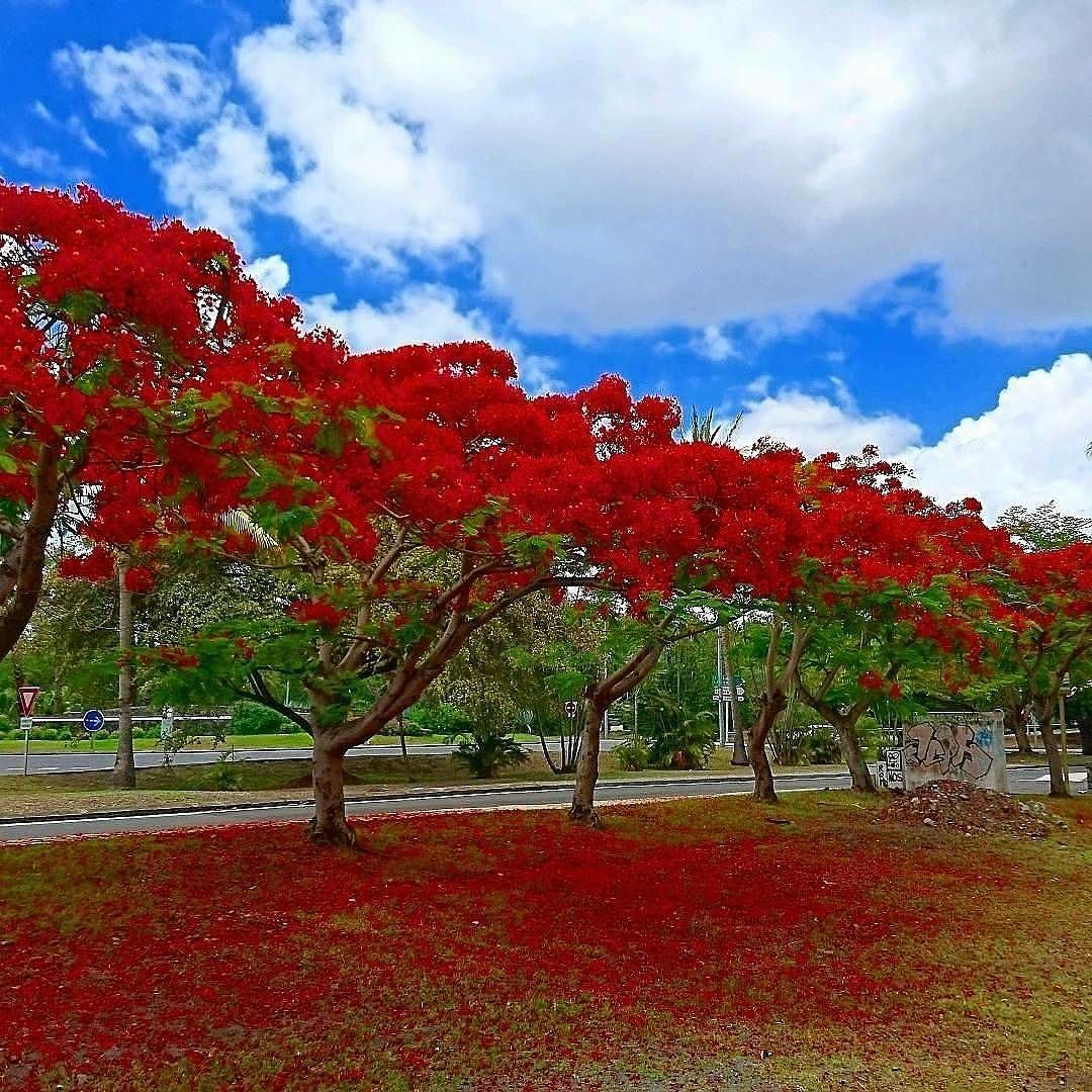 1080x1080 The Flamboyan Lauret) - Flamboyan Painting