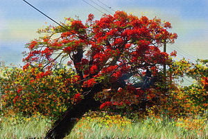 300x200 Flamboyant Tree Painting By James Mingo - Flamboyant Tree Painting