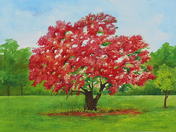 570x428 Royal Poinciana Tree Watercolor Painting - Flamboyant Tree Painting