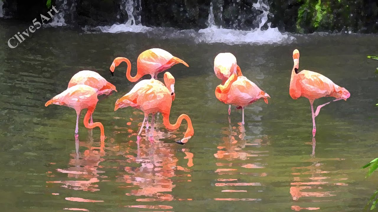1280x720 Flamingo Acrylic Painting Demonstration Clive5art - Flamingo Painting Acrylic