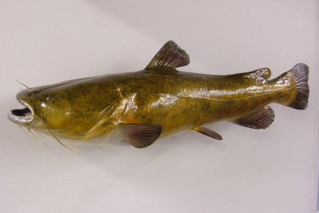 640x427 Flathead Catfish Anglers Artistry, The Art Of Taxidermy - Flathead Catfish Painting