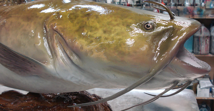 740x385 Flathead Catfish Fish Mount Mounted Fish Fish Trophy - Flathead Catfish Painting