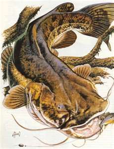 230x300 Flathead Catfish Print Need Inspiration For A Painting. Artsy - Flathead Catfish Painting
