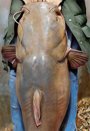 312x450 Hunt Fish Paint 78 Lb Oklahoma Kaw Lake Record Flathead Catfish - Flathead Catfish Painting