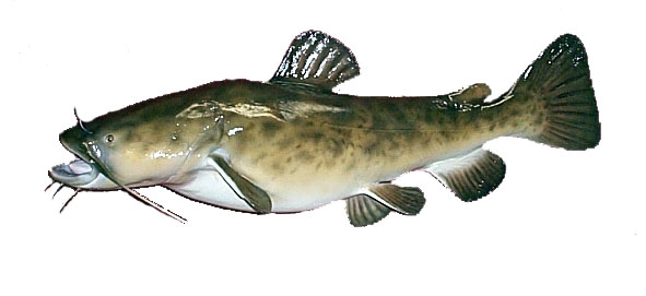 591x271 Images Of Flathead Catfish Drawings - Flathead Catfish Painting