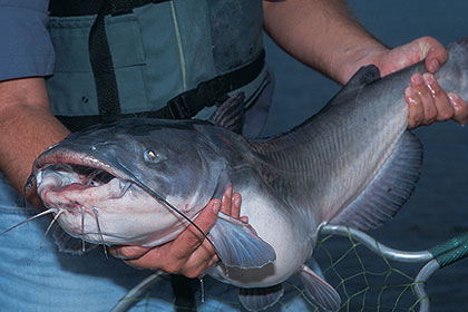 420x280 Indiana's Sizzling Summertime Fishing - Flathead Catfish Painting