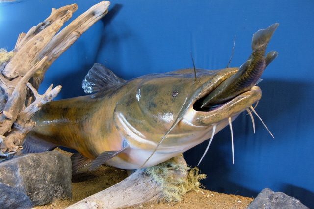 640x426 Perma Trophy Fish Examples - Flathead Catfish Painting