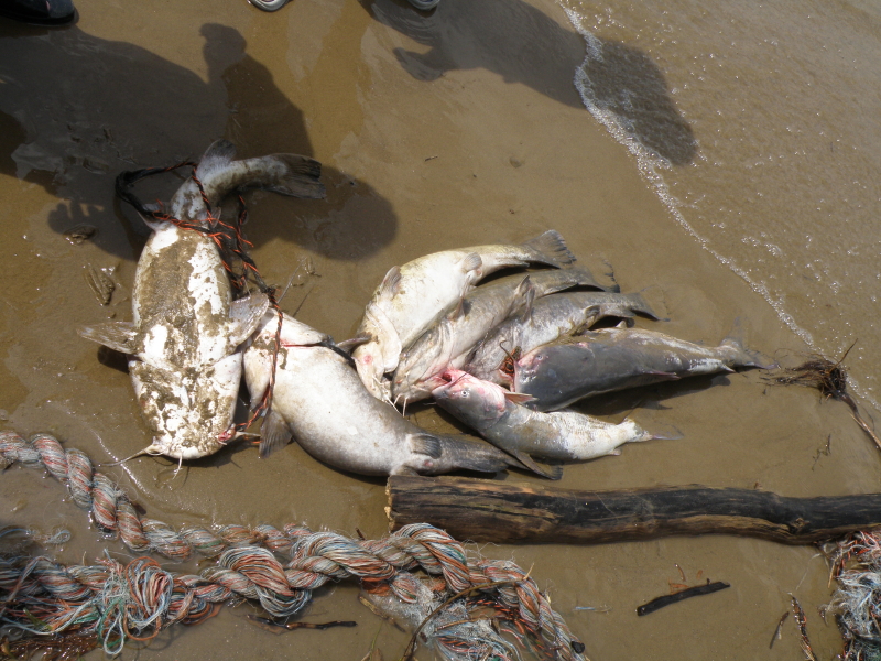 800x600 Flathead Catfish Artist - Flathead Catfish Painting